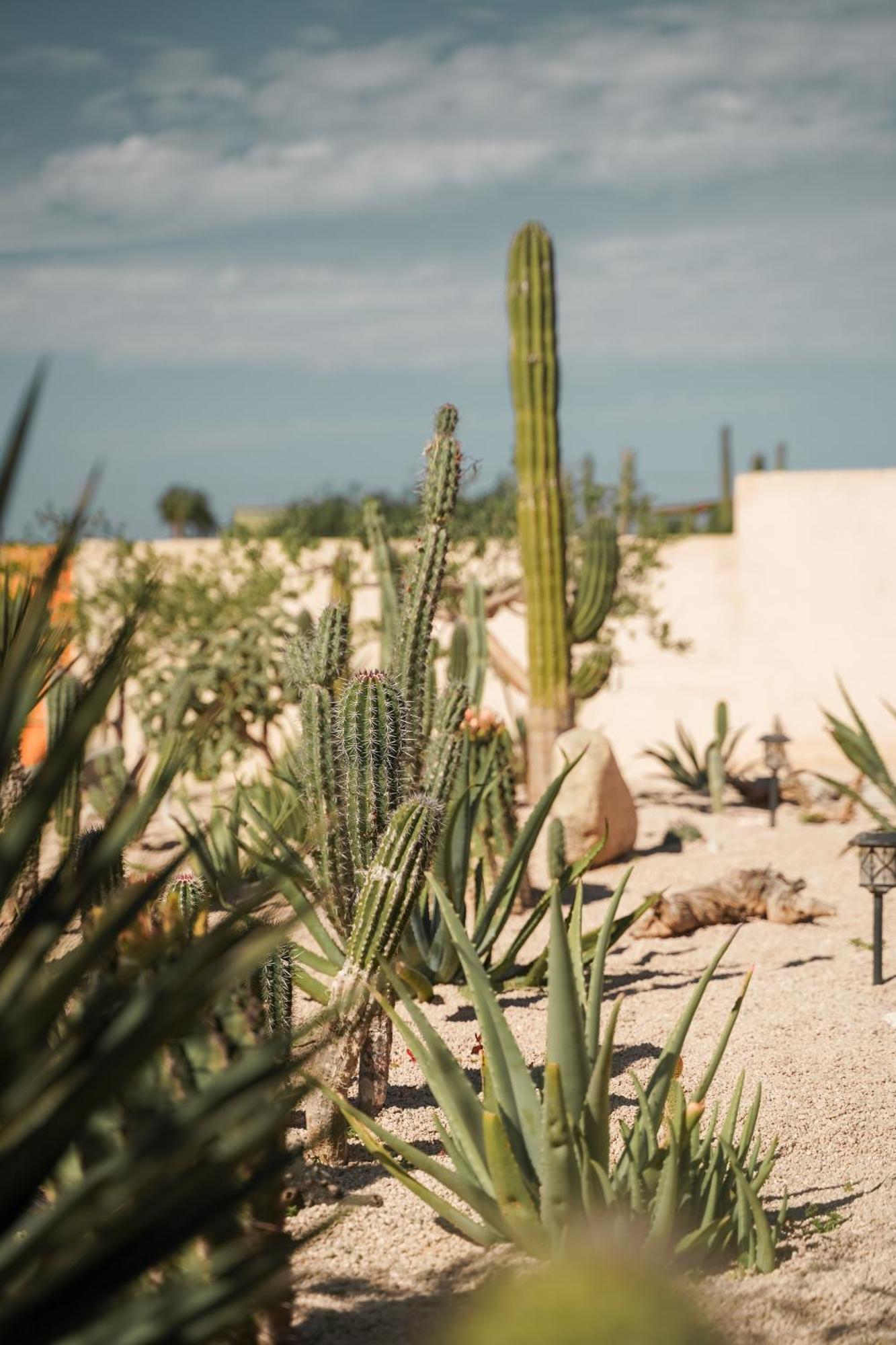 ホテル Baja Temple トドス・サントス エクステリア 写真