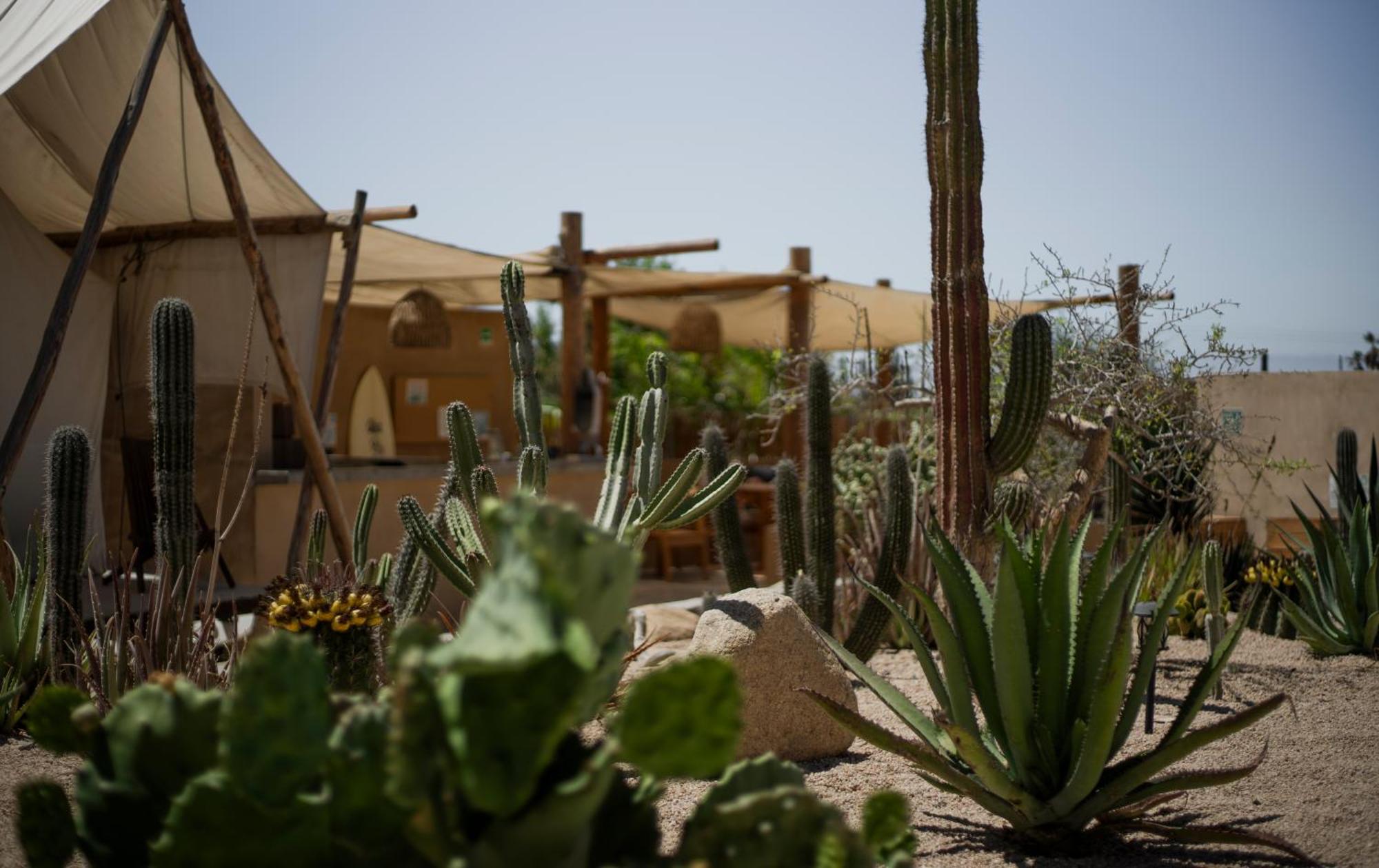 ホテル Baja Temple トドス・サントス エクステリア 写真
