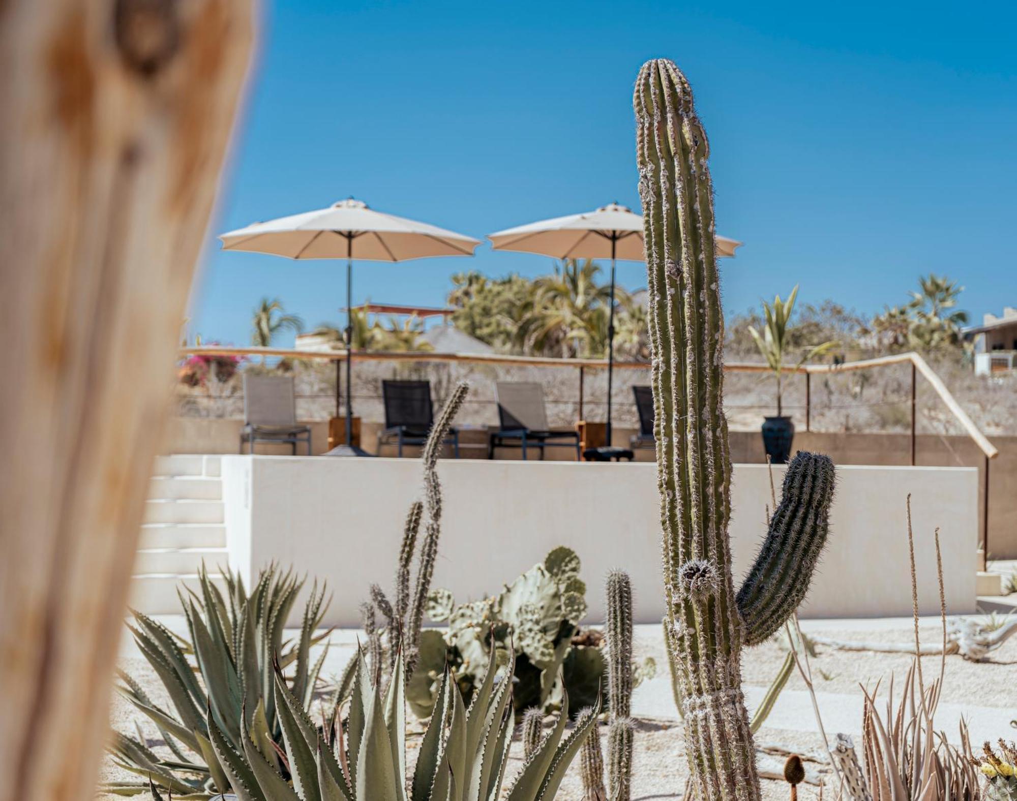 ホテル Baja Temple トドス・サントス エクステリア 写真